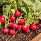 German Giant Radish
