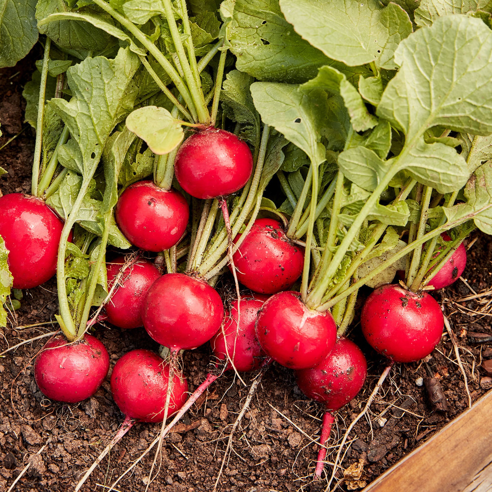 German Giant Radish