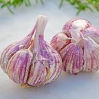 Thai Fire Garlic Bulbs