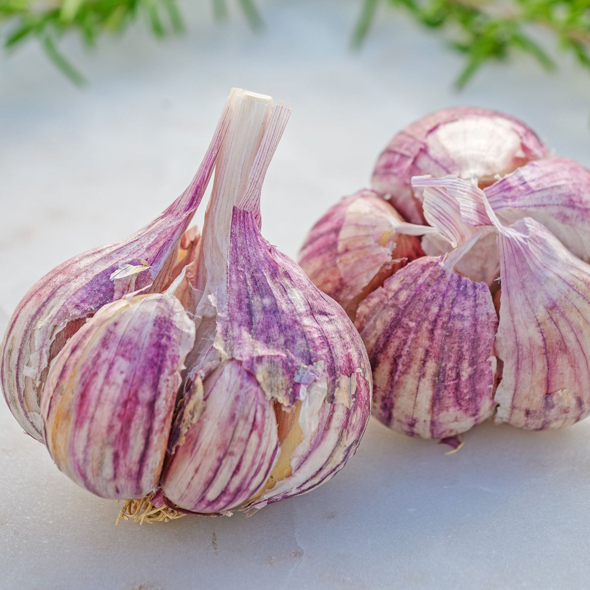 Thai Fire Garlic Bulbs