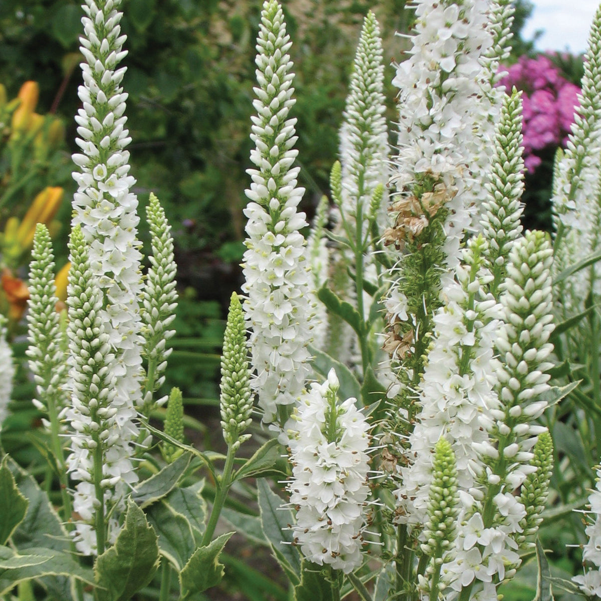 Charlotte Veronica Bare Root