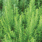 Barbeque Rosemary