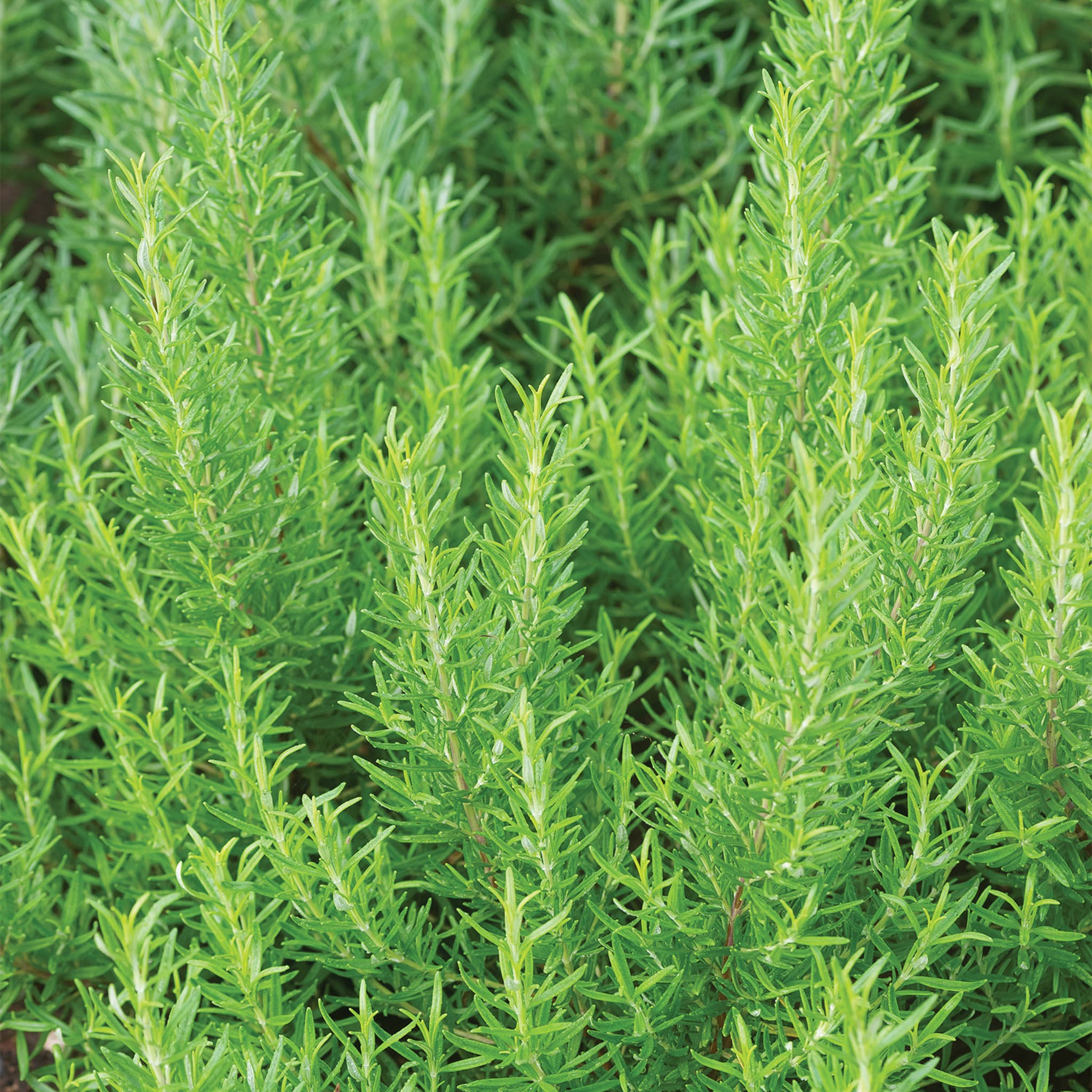Barbeque Rosemary