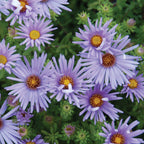 Raydon's Favorite Aster