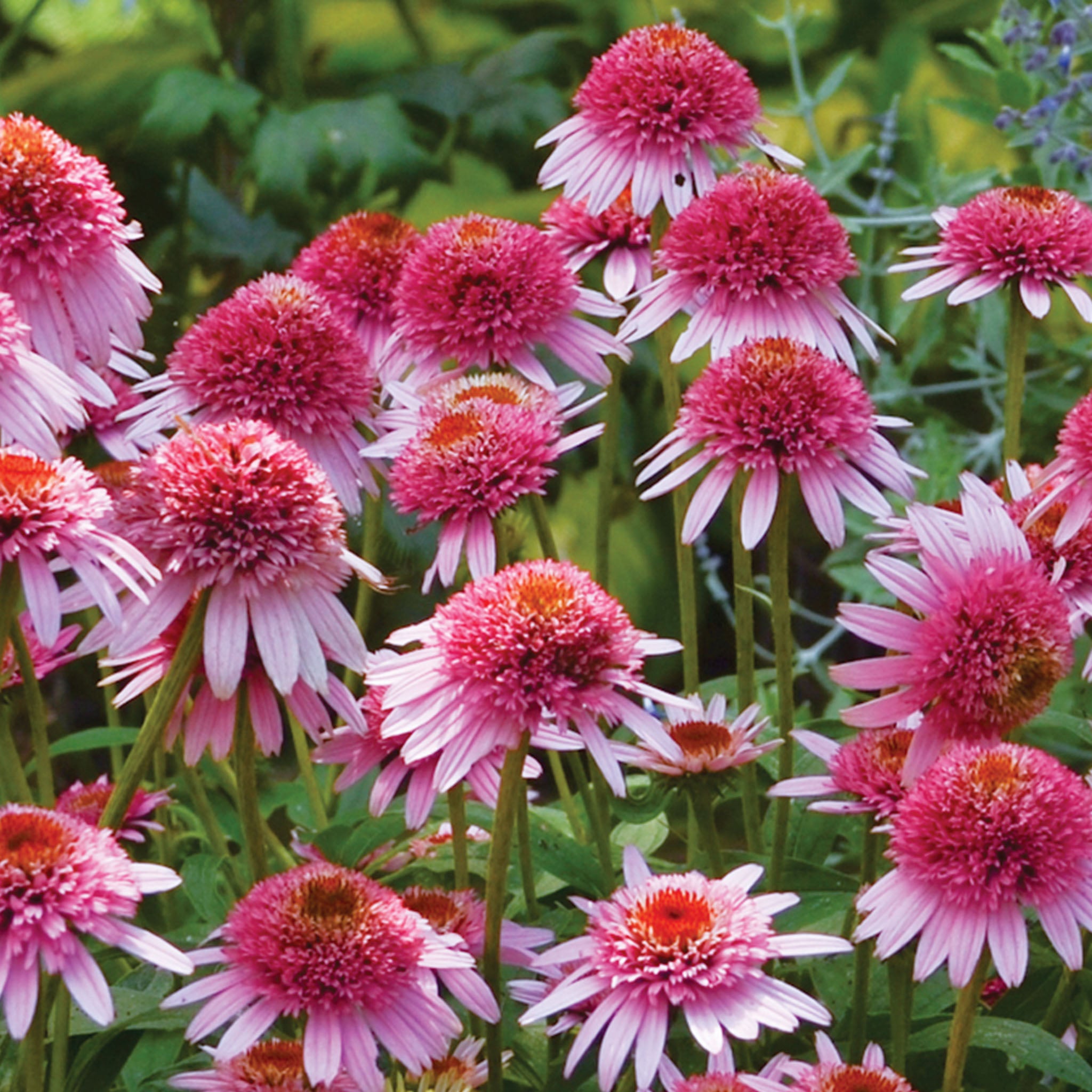 Butterfly Kisses Echinacea Purpurea