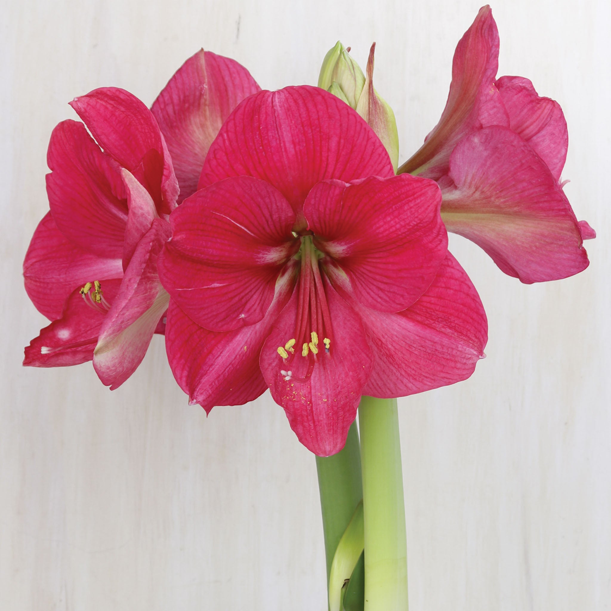 Hercules Amaryllis Bulb
