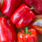 Jungle Parrot Sweet Pepper