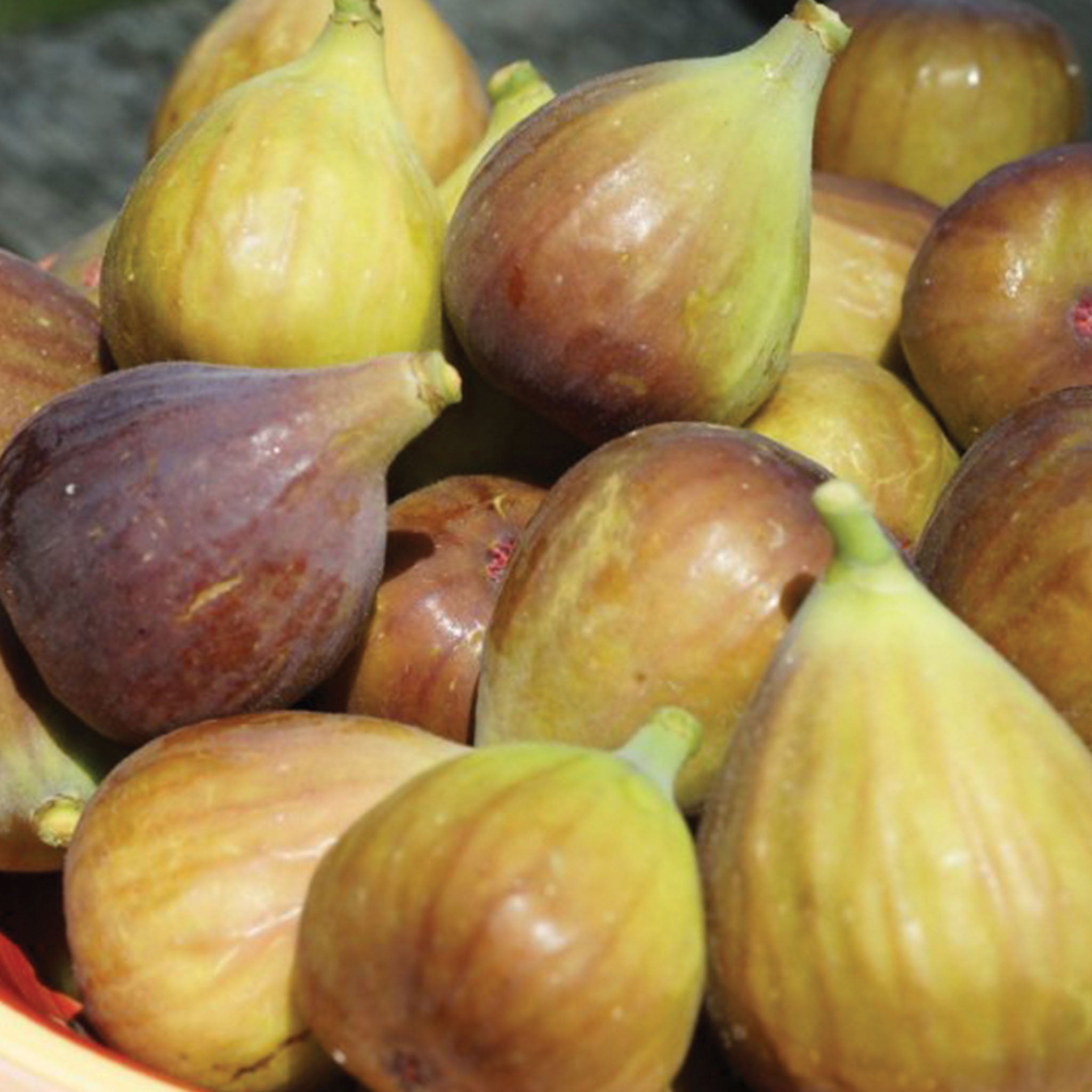Letizia Fig