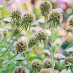 Paper Moon Scabiosa