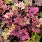 Copper King Heucherella