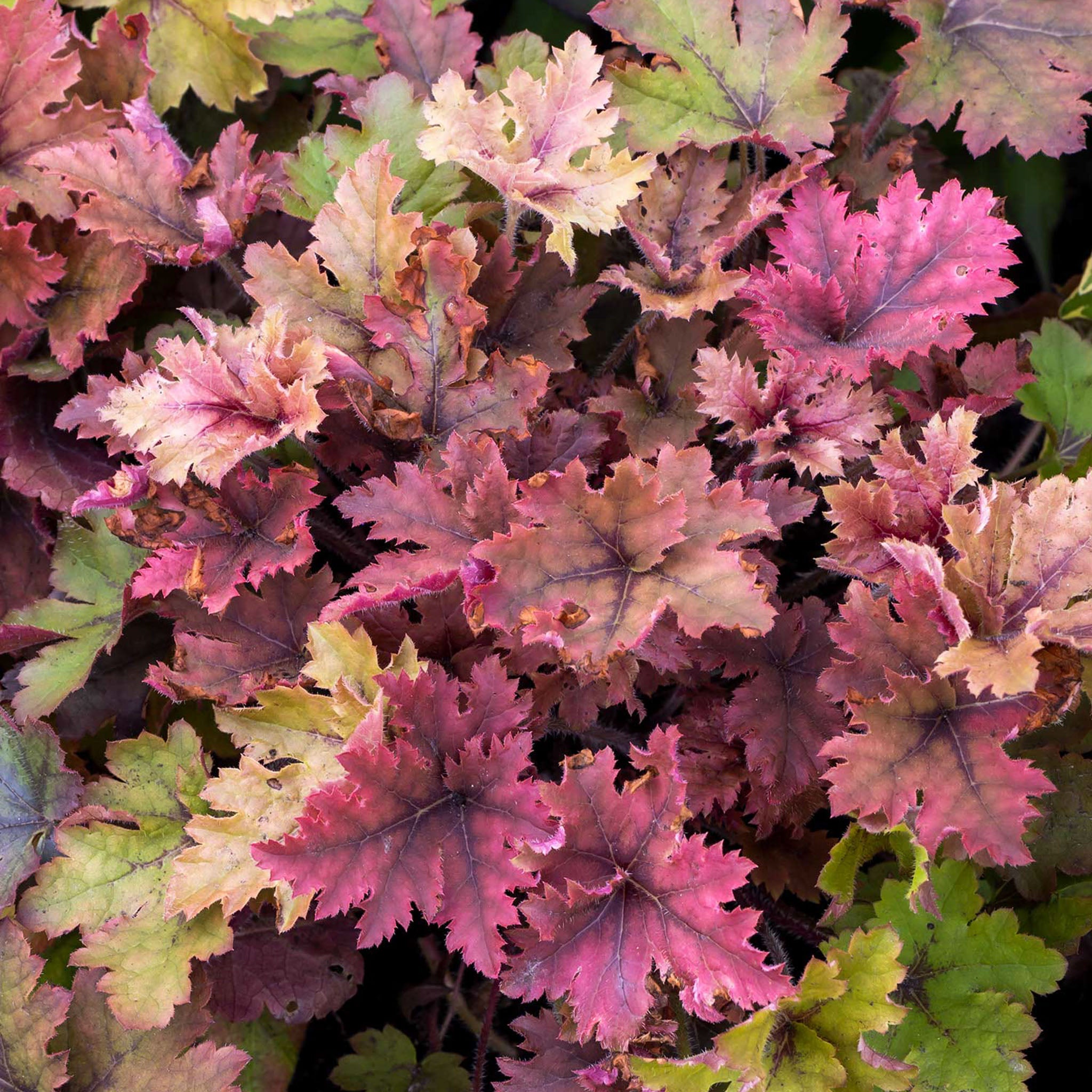 Copper King Heucherella