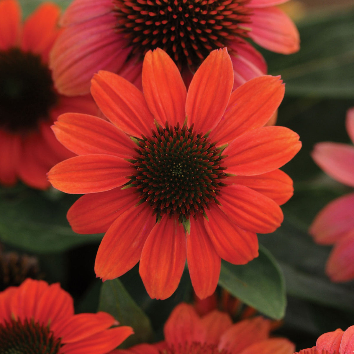 Sombrero Hot Coral Echinacea