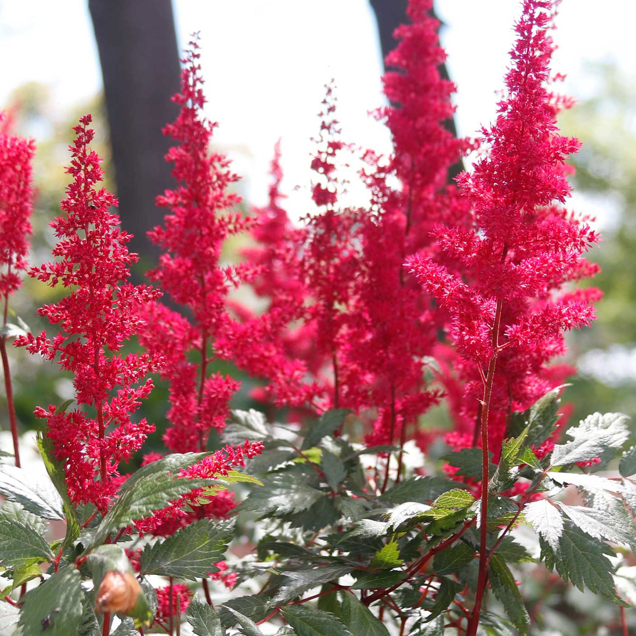 Fanal Astilbe