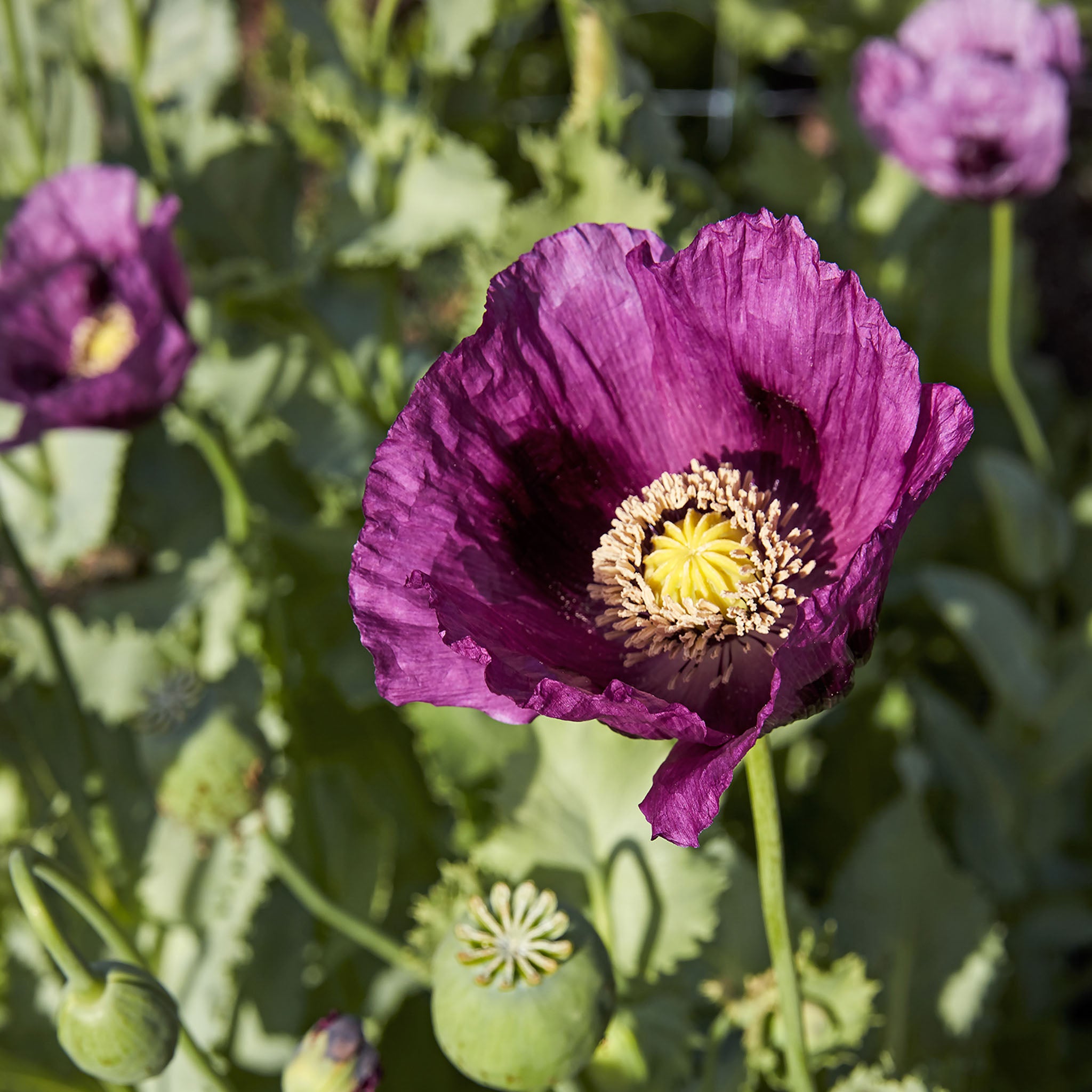 Hungarian Blue Poppy