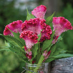 Fan Dance Scarlet Celosia Cristata