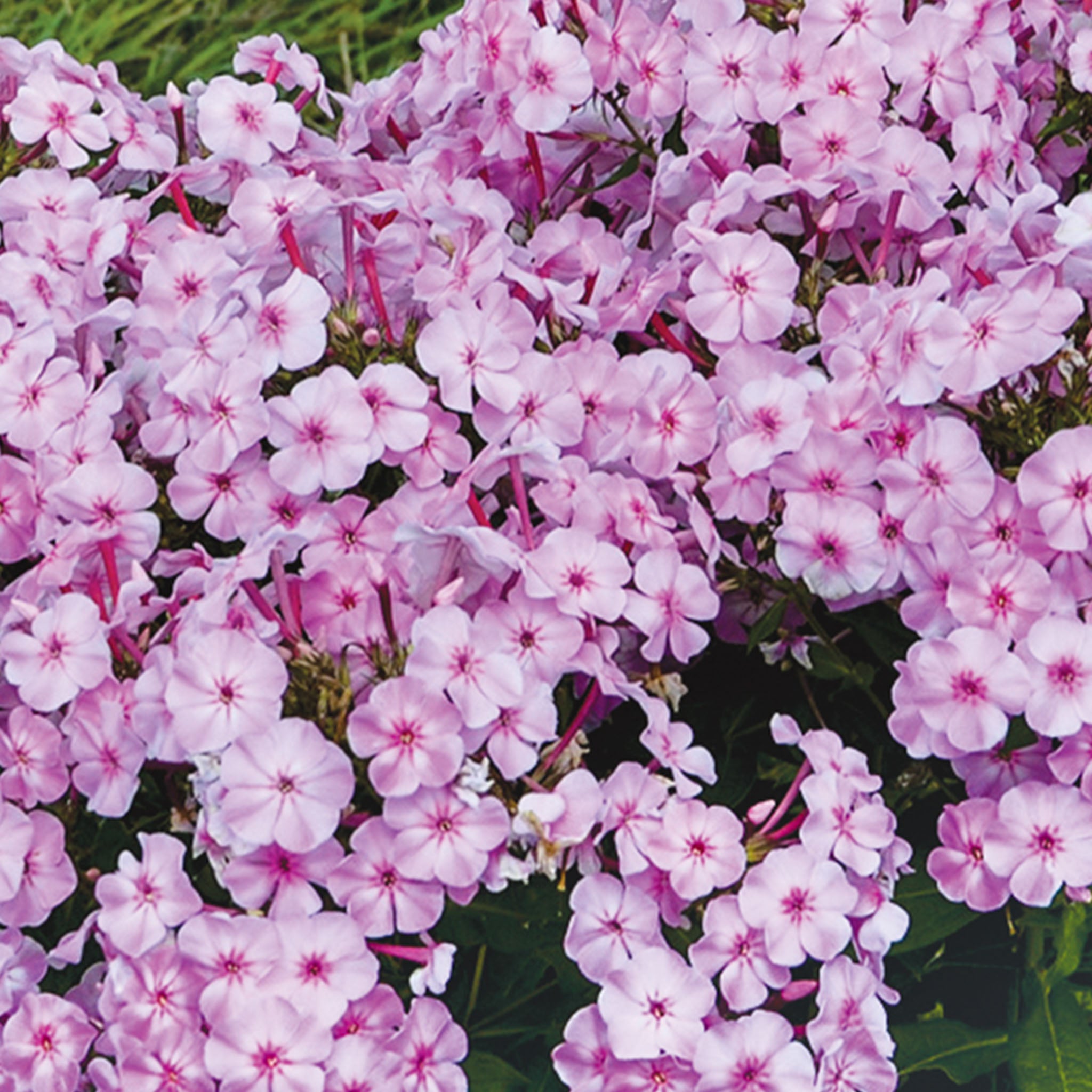 Uptown Girl Phlox Paniculata