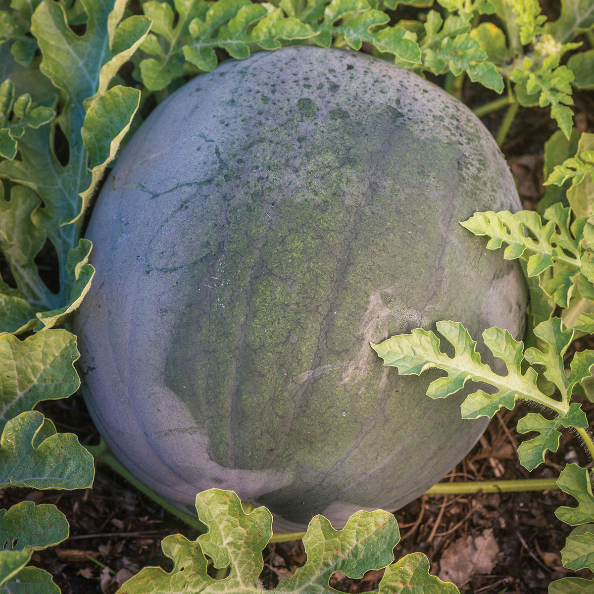 Blacktail Mountain Watermelon
