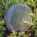 Blacktail Mountain Watermelon