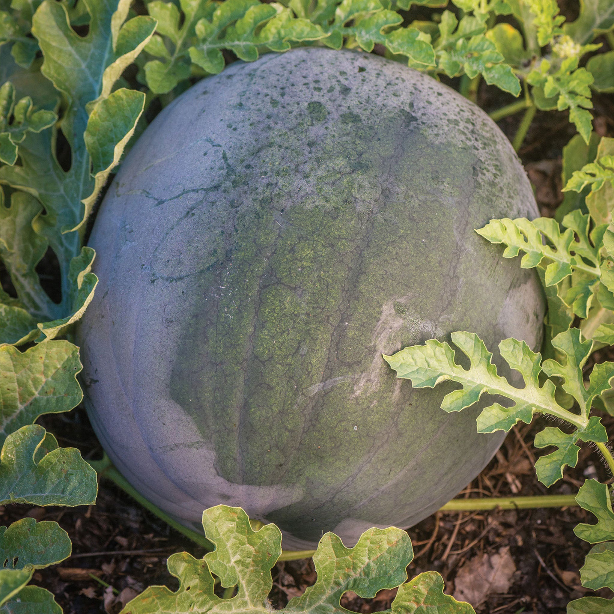 Blacktail Mountain Watermelon