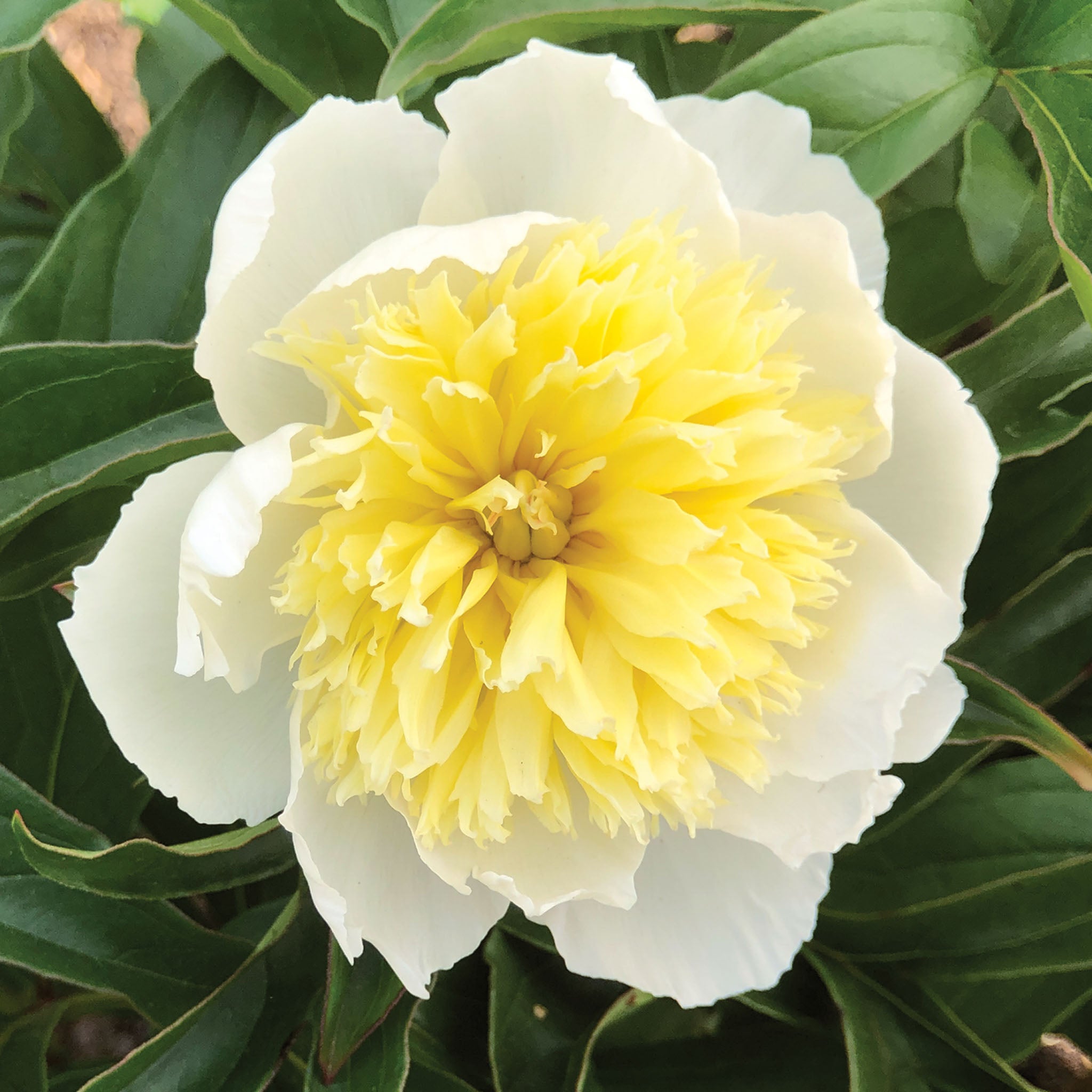 Honey Gold Peony Bare Root