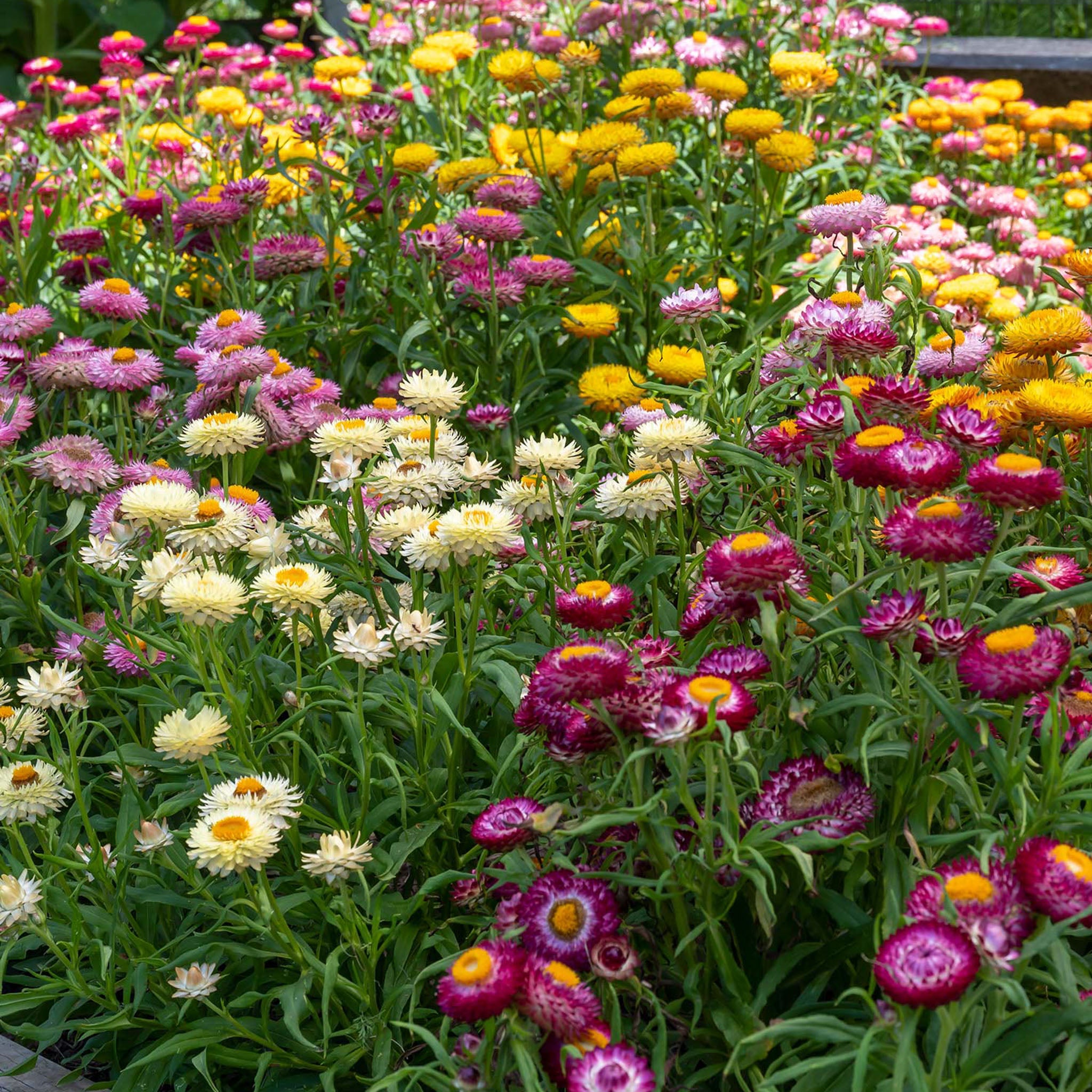 Tom Thumb Mixed Colors Strawflower Seeds