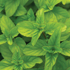 Orange Mint