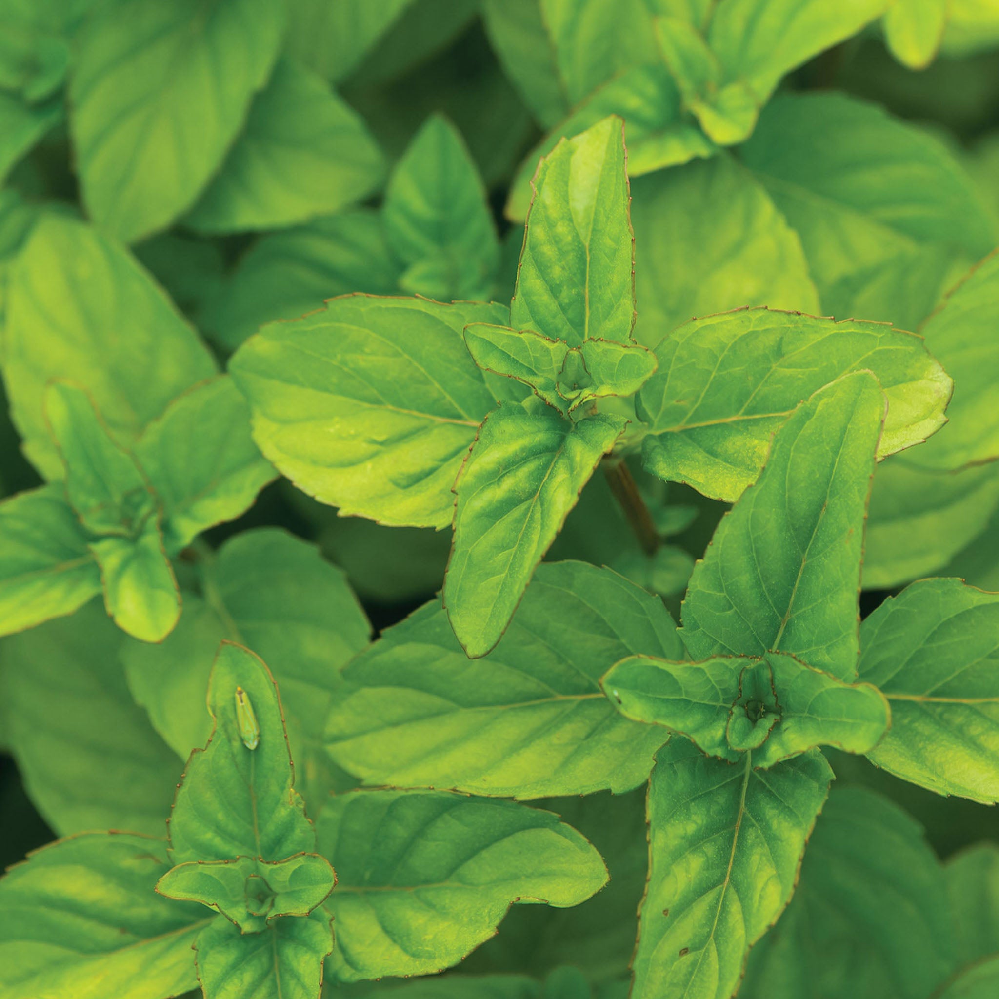 Orange Mint