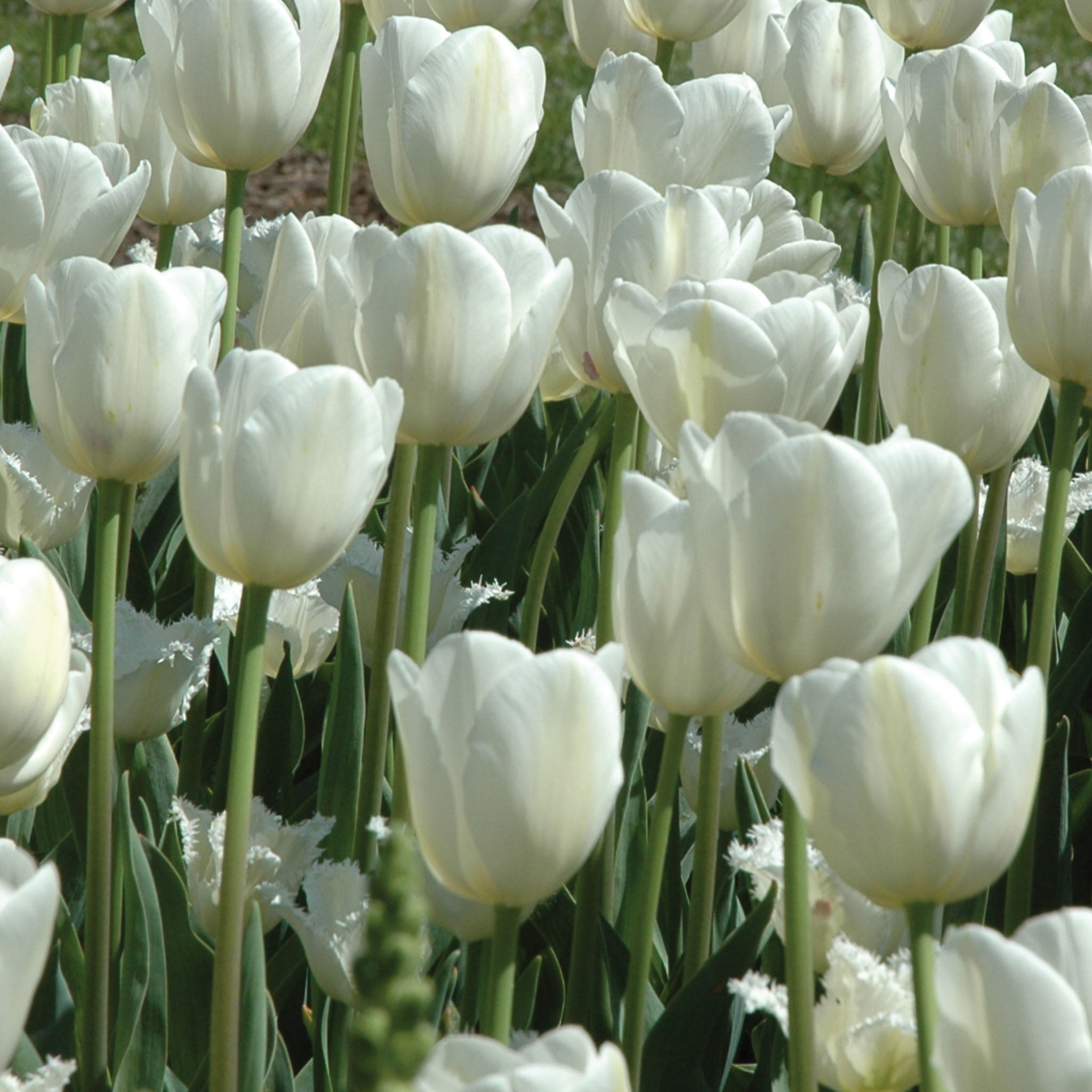 Maureen Tulip Bulbs