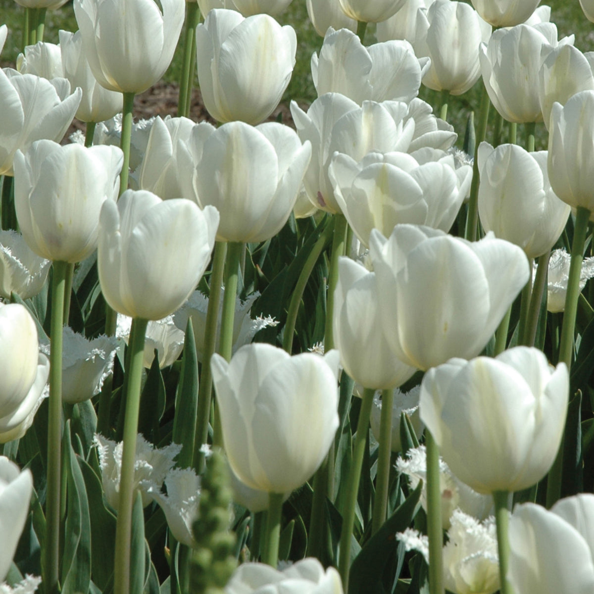 Maureen Tulip Bulbs
