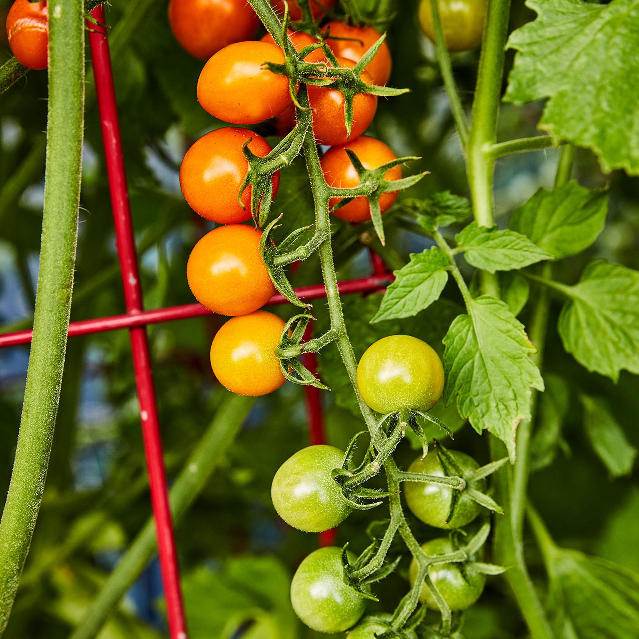 Sungold Tomato – Burpee Seeds & Plants