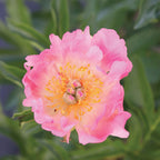 Coral Charm Peony Bare Roots