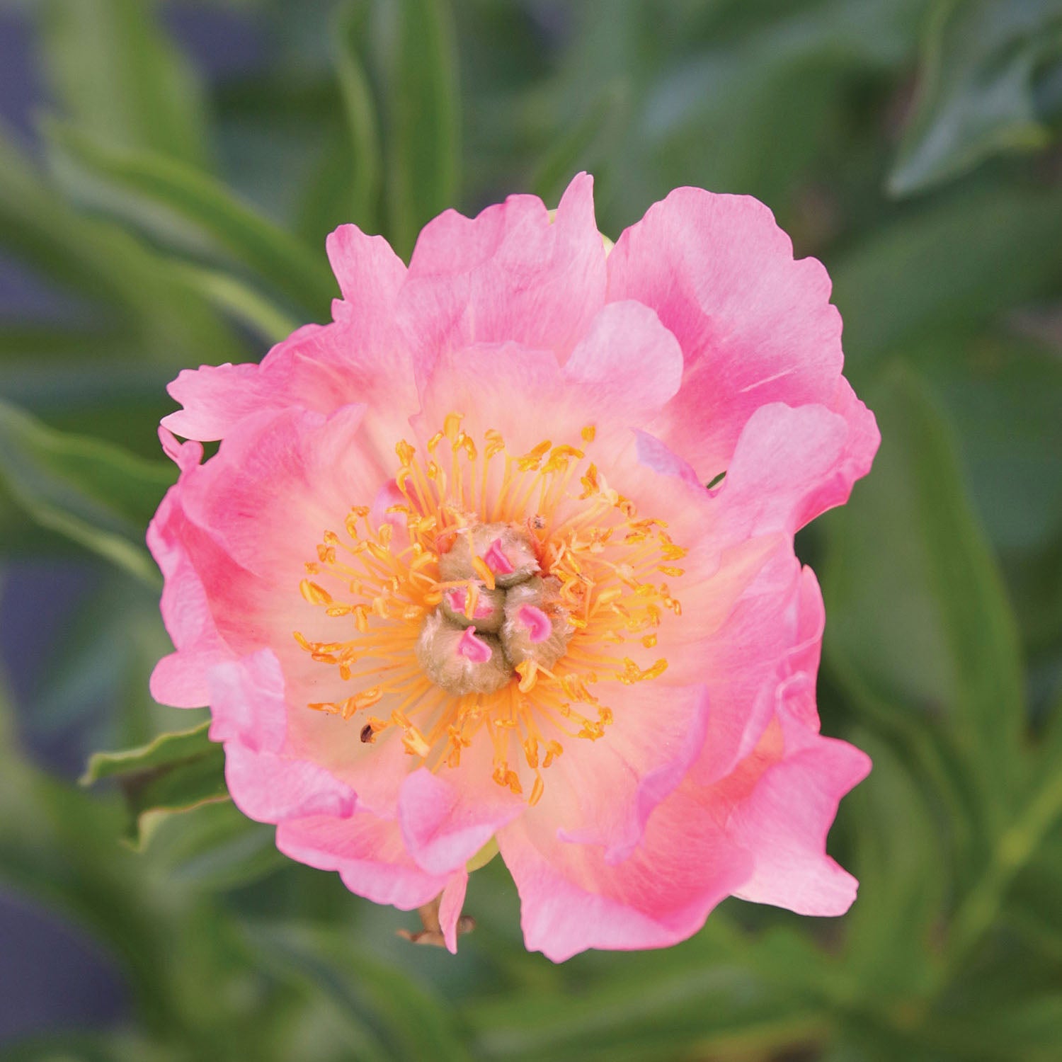Coral Charm Peony Bare Roots