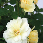 Popcorn Drift Rose Bare Root