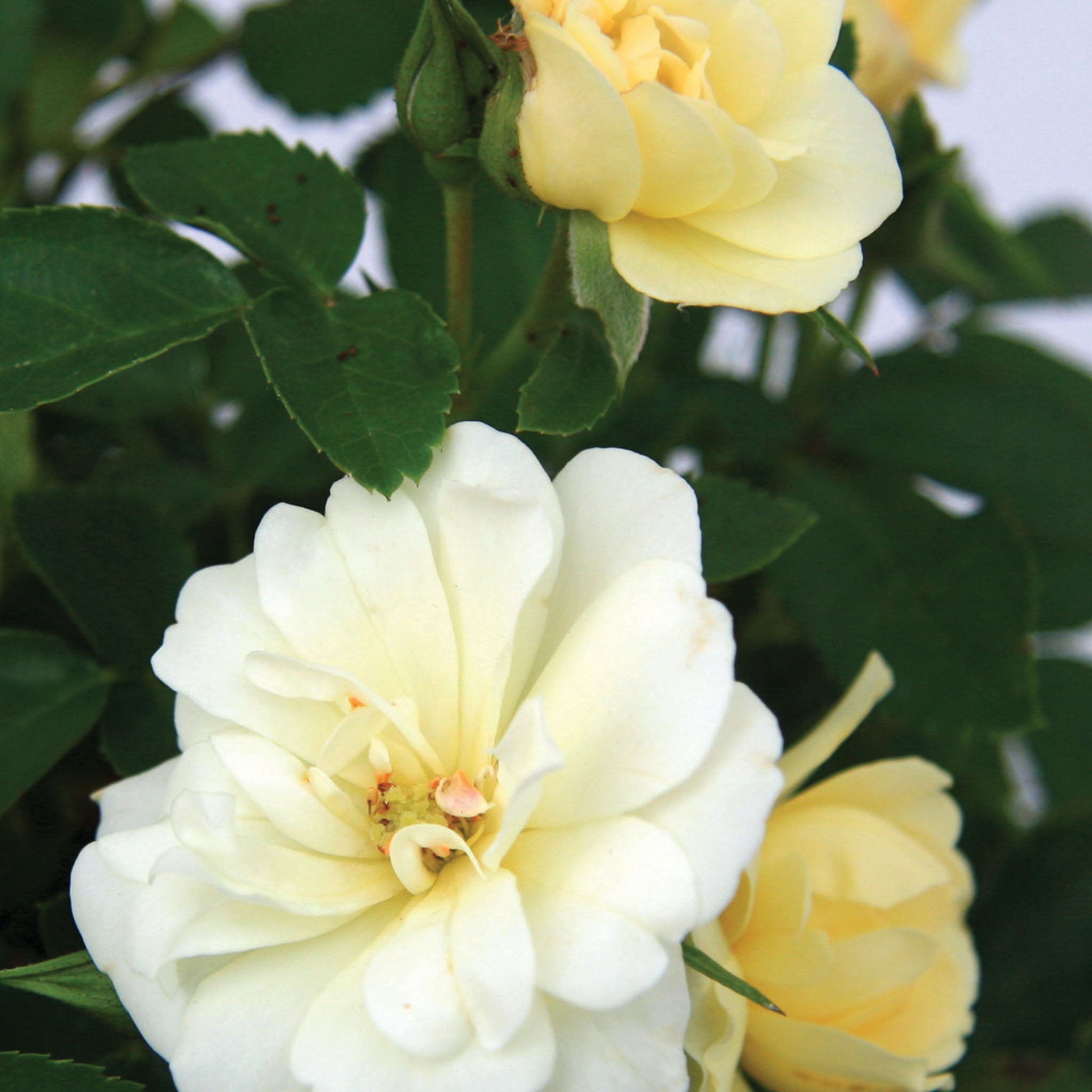 Popcorn Drift Rose Bare Root