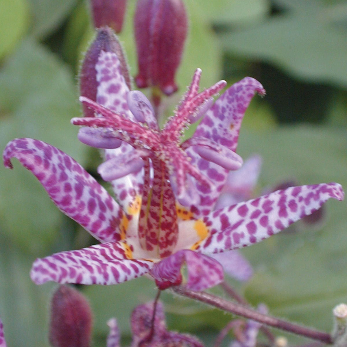 Formosana Tricyrtis Bare Root