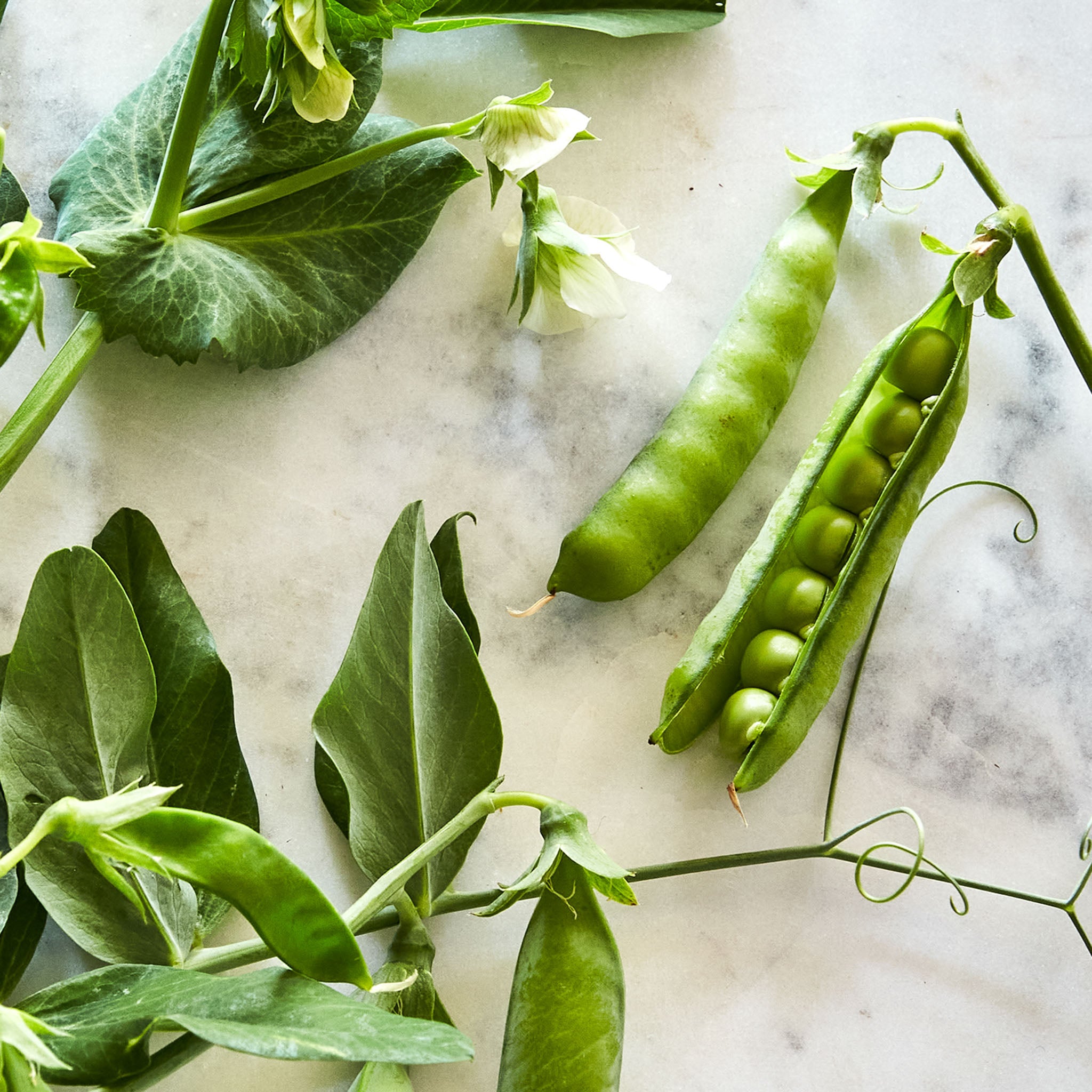 Burpeanna Early Organic Pea