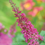 CranRazz Buddleia (Butterfly Bush)