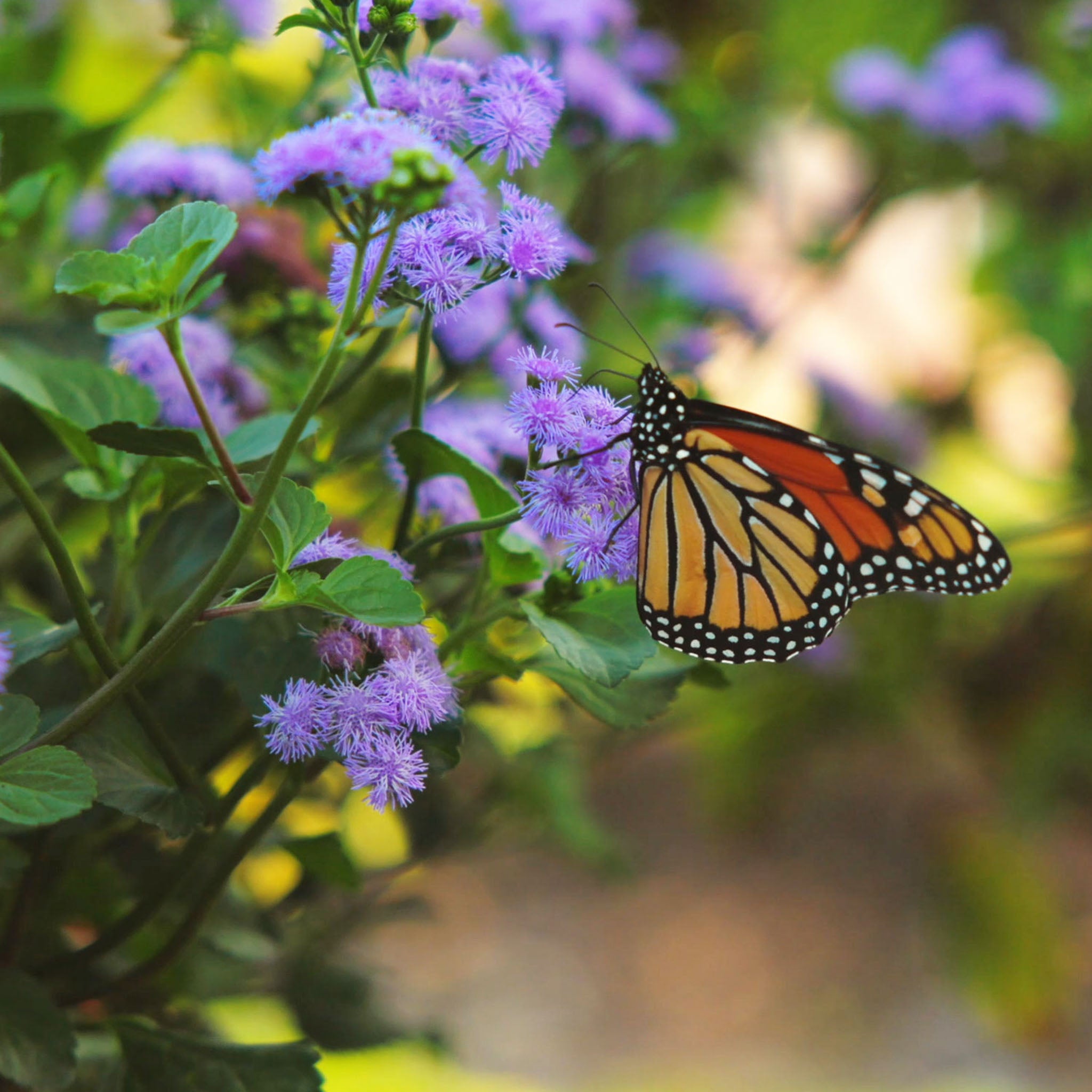 Monarch Magic Ageratum