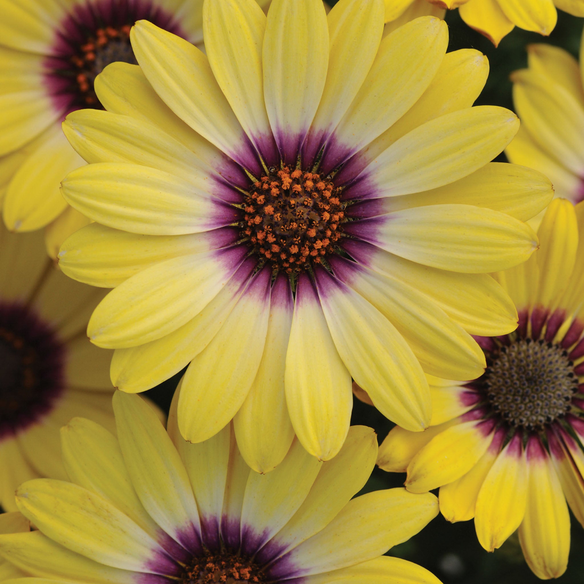 Blue Eyed Beauty Osteospermum