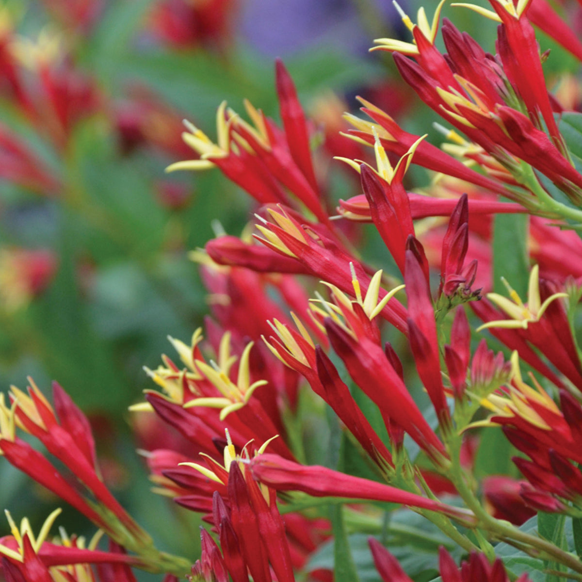 Little Redhead (Spigelia) Indian Pink