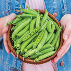 Shebang Pea