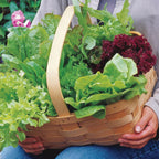 Heatwave Blend Lettuce