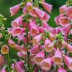 Arctic Fox Foxglove