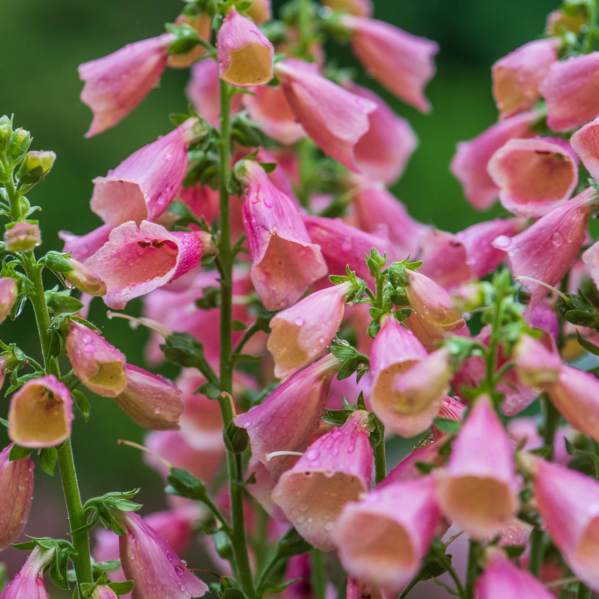 Arctic Fox Foxglove