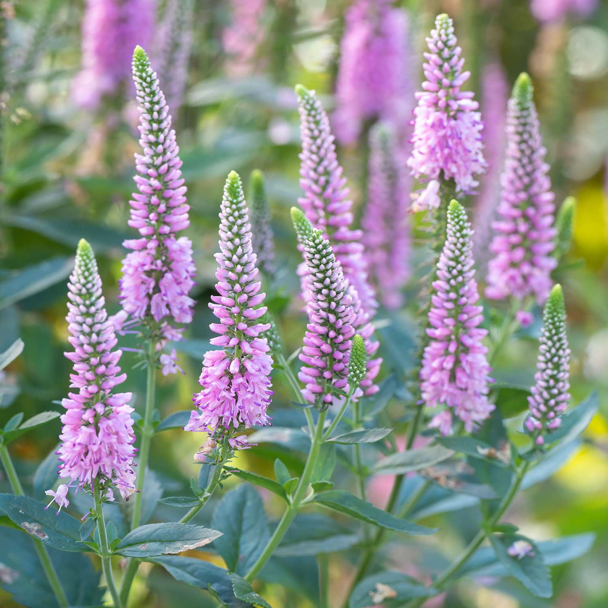 Skyward Pink Veronica