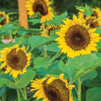 Jua Maya Sunflower