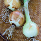 Walla Walla Sweet Onions