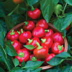 Cherry Stuffer Sweet Pepper