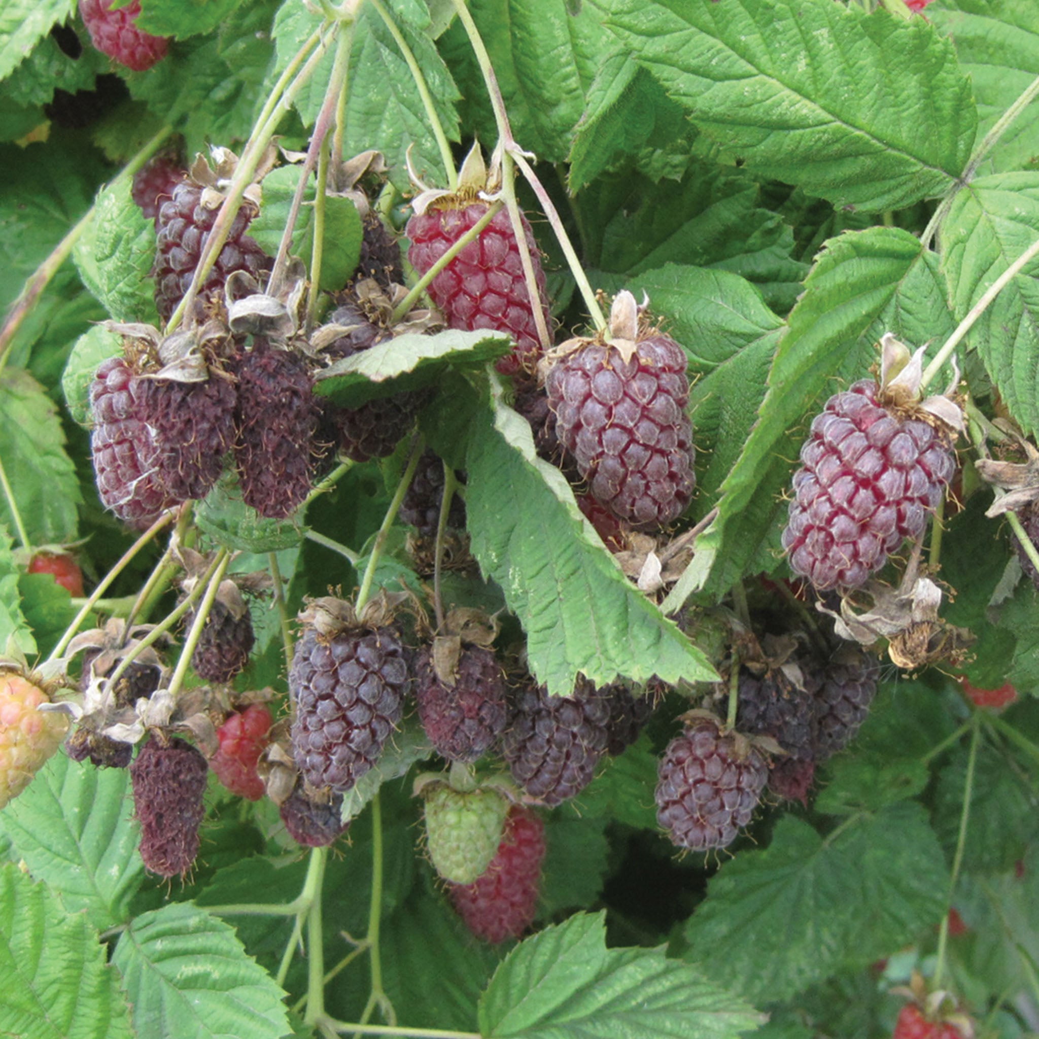 Loganberry