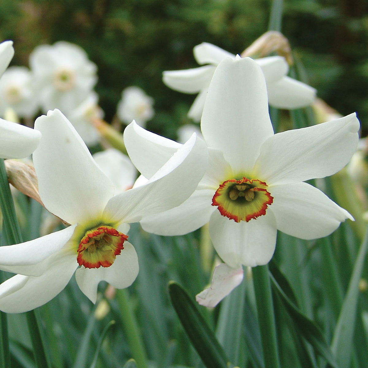 Pheasant's Eye Daffodil Bulbs